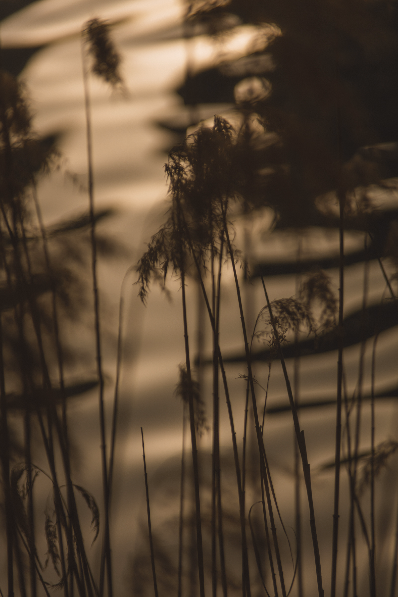 Reed Grass Silhouettes at Golden Dusk by Water
