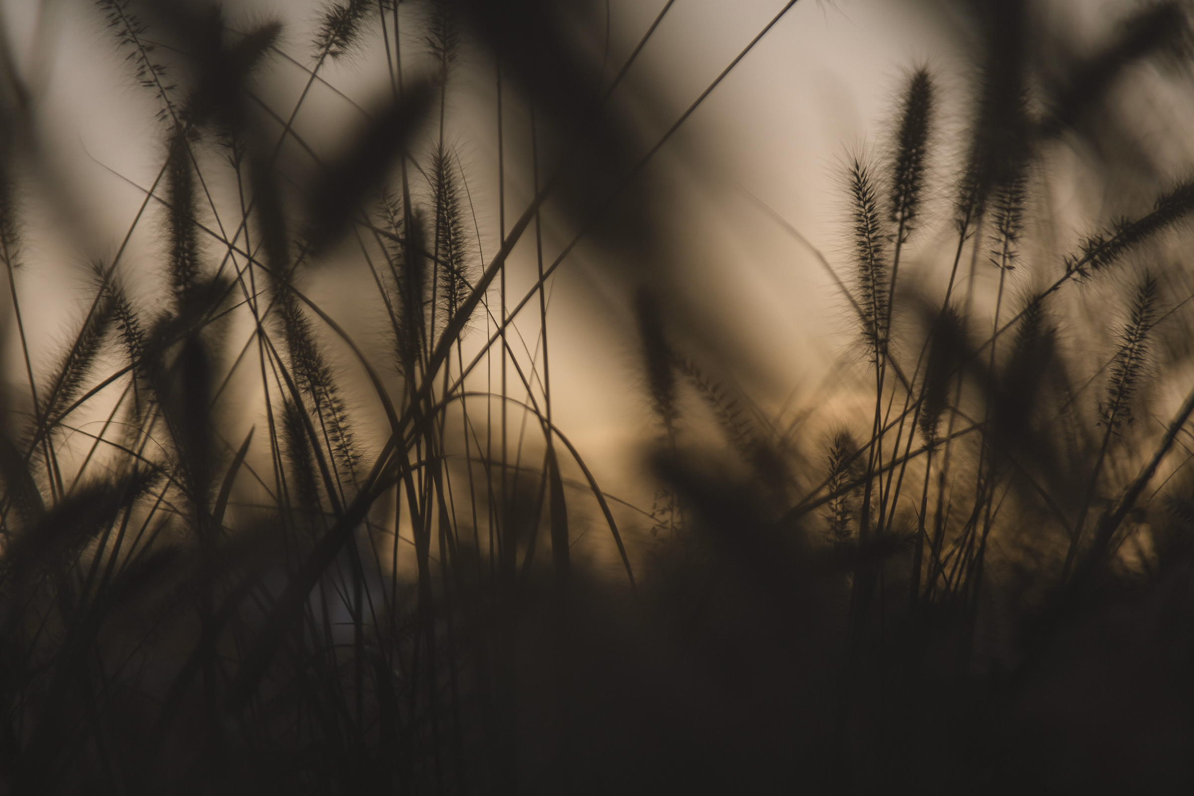 Wild Grass Silhouettes at Golden Sunset